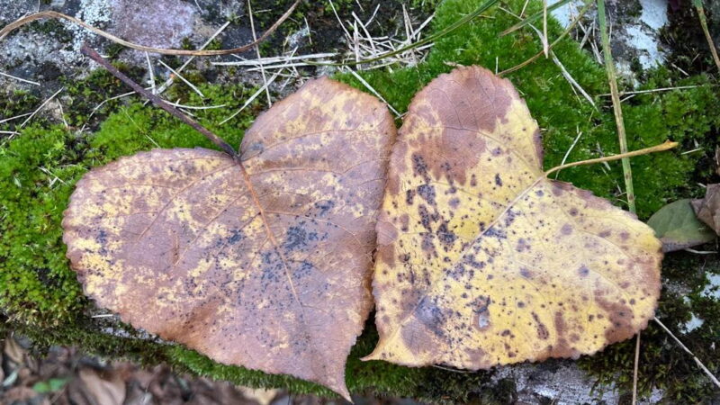 Für Kinder von 7 bis 9 Jahren: Mit dem BUND die Natur entdecken