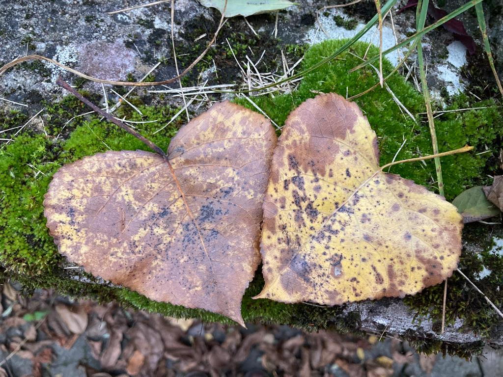 Für Kinder von 7 bis 9 Jahren: Mit dem BUND die Natur entdecken