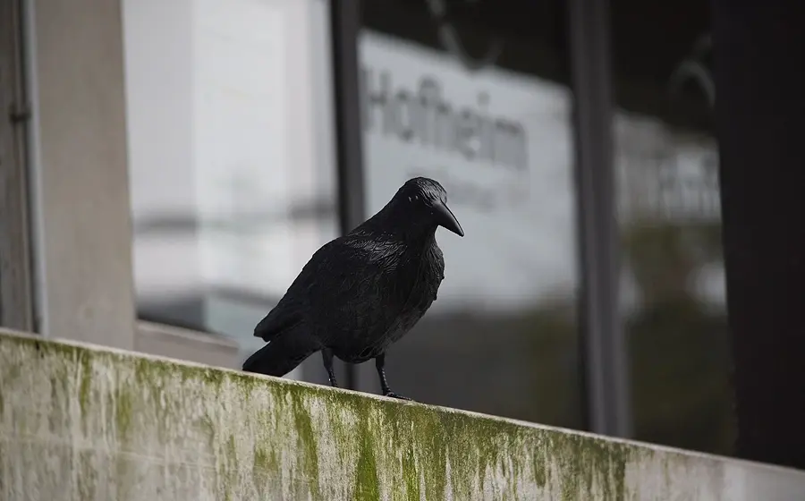 Galgenvögel sind weg: Rathaus befreit sich von Plastikraben