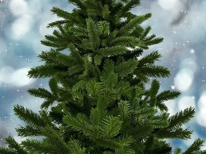 Nachhaltig und nah: Tannenbäume ohne Dünger selbst schlagen