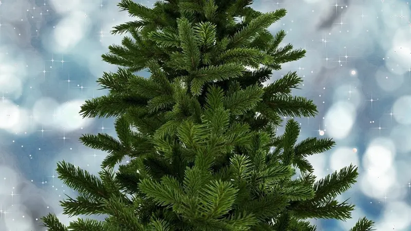 Nachhaltig und nah: Tannenbäume ohne Dünger selbst schlagen