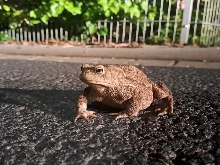 Wenn die Erdkröten wandern: Auftakt zur Krötenrettung an der Viehweide
