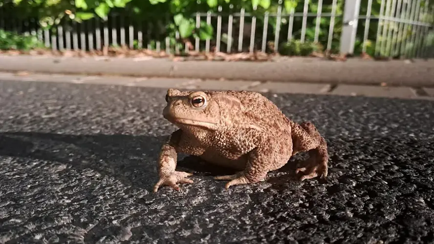 Wenn die Erdkröten wandern: Auftakt zur Krötenrettung an der Viehweide