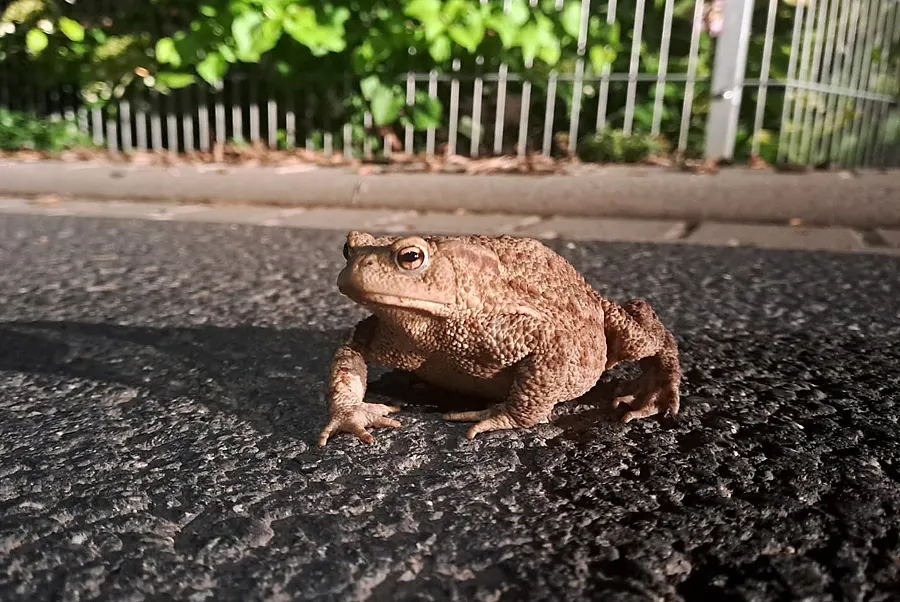 Wasserschaden im Rathausanbau – BUND-Vortrag zieht in Stadthalle um
