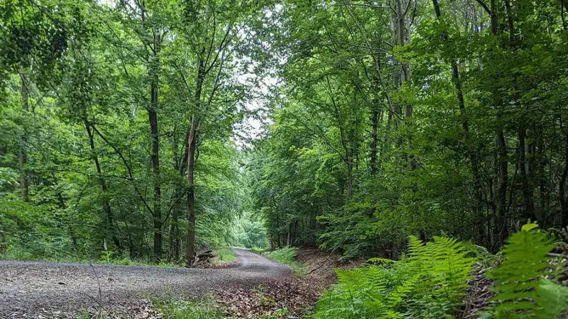 Es geht um den Stadtwald: Linken-Plan könnte Millionen in die Stadtkasse spülen