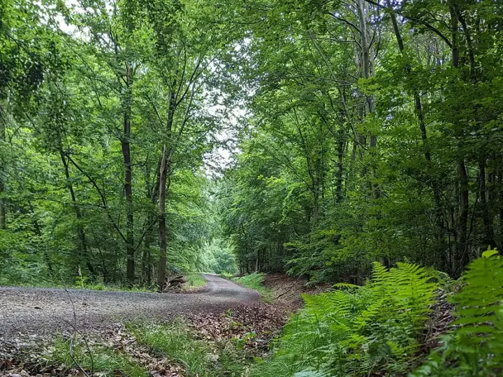 Es geht um den Stadtwald – CDU lädt zum Frühjahrsempfang ein