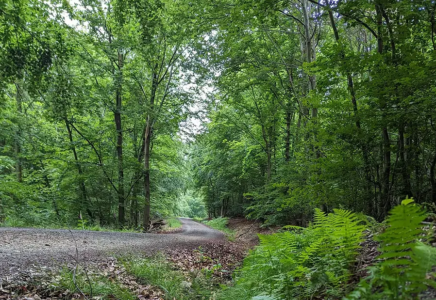 Es geht um den Stadtwald – CDU lädt zum Frühjahrsempfang ein