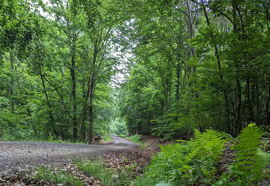 Es geht um den Stadtwald: Linken-Plan könnte Millionen in die Stadtkasse spülen