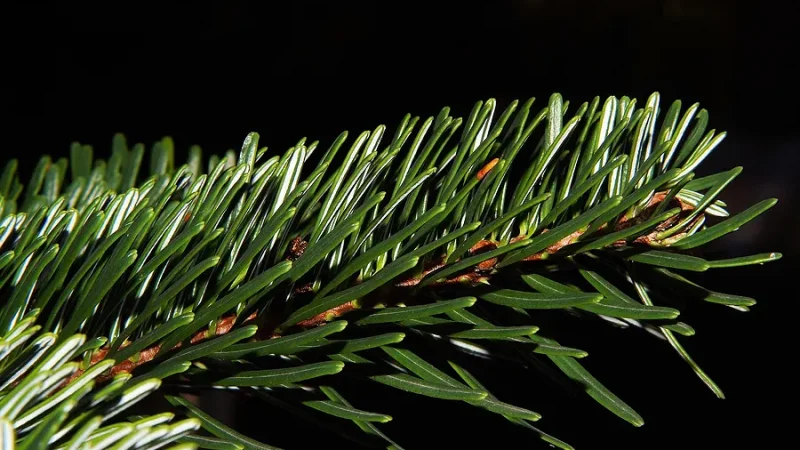 Jugendfeuerwehr sammelt Weihnachtsbäume am 10. Januar