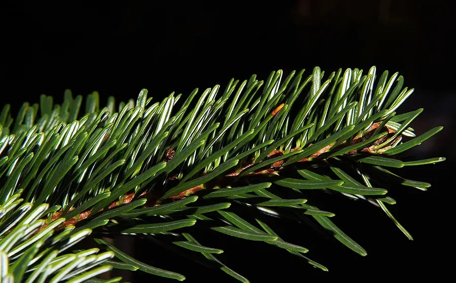 Jugendfeuerwehr sammelt Weihnachtsbäume am 10. Januar