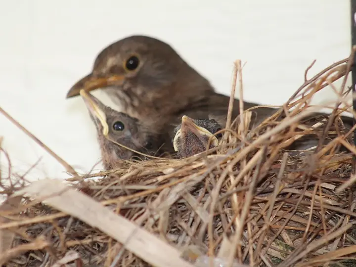 Brut- und Setzzeit: Main-Taunus-Kreis informiert über richtiges Verhalten