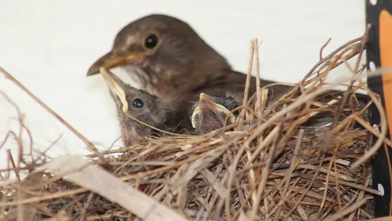 Brut- und Setzzeit: Main-Taunus-Kreis informiert über richtiges Verhalten