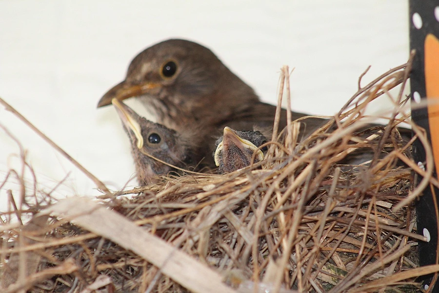 Brut- und Setzzeit: Main-Taunus-Kreis informiert über richtiges Verhalten
