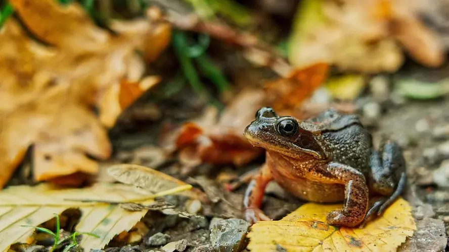 Erdkröten vor einer tödlichen Falle schützen – Stadt sucht Hilfe