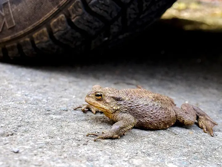 Lebensraum Viehweide: Startschuss für die Rettung der Erdkröten