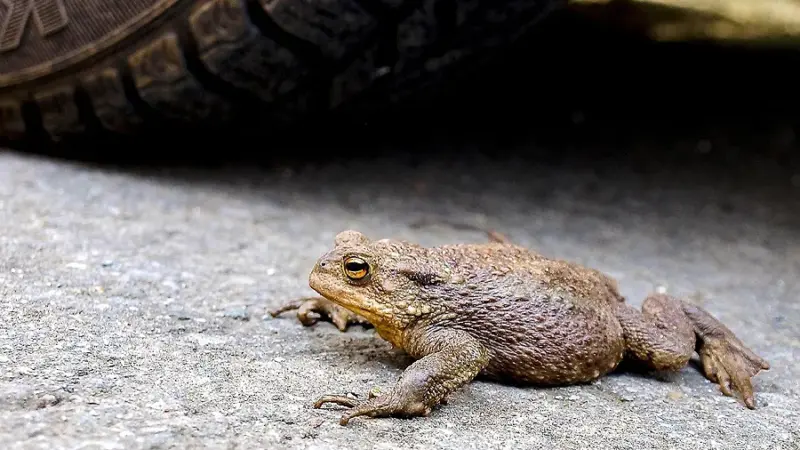 Lebensraum Viehweide: Startschuss für die Rettung der Erdkröten