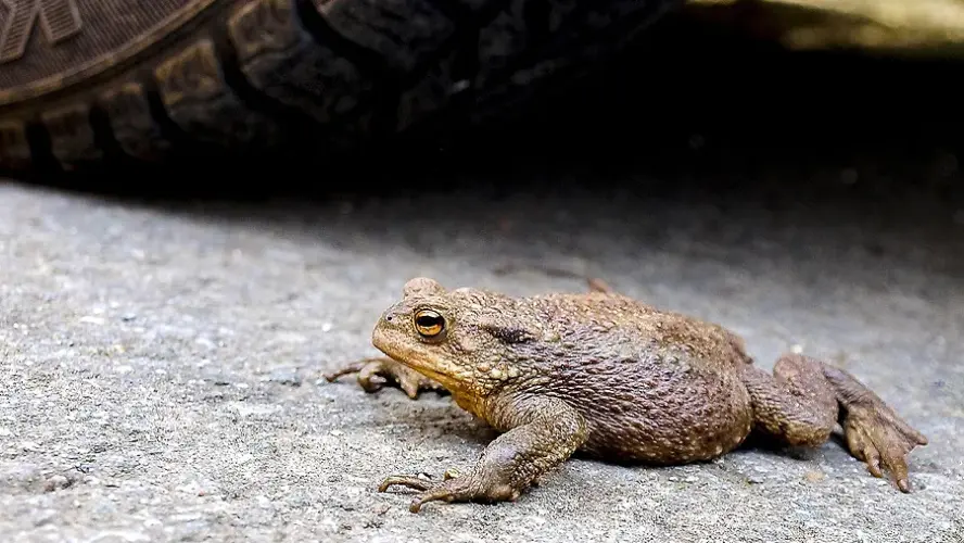 Lebensraum Viehweide: Startschuss für die Rettung der Erdkröten