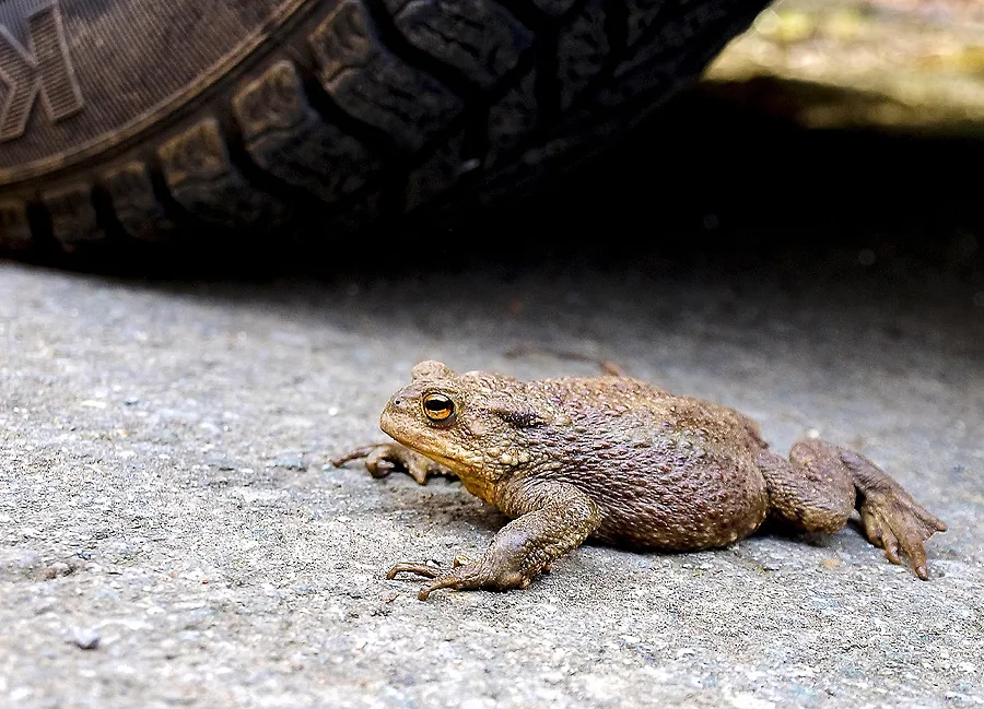 Lebensraum Viehweide: Startschuss für die Rettung der Erdkröten