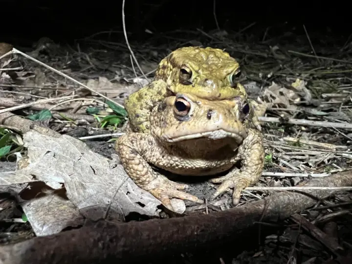 Erdkröten vor einer tödlichen Falle schützen – Stadt sucht Hilfe
