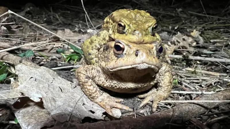 Erdkröten vor einer tödlichen Falle schützen – Stadt sucht Hilfe