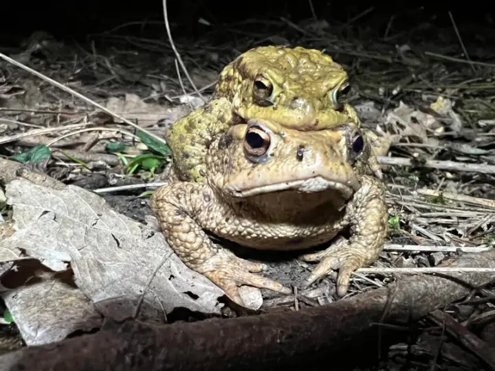 Erdkröten vor einer tödlichen Falle schützen – Stadt sucht Hilfe
