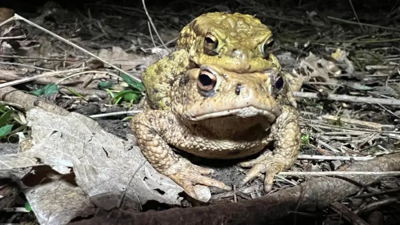 Erdkröten vor einer tödlichen Falle schützen – Stadt sucht Hilfe