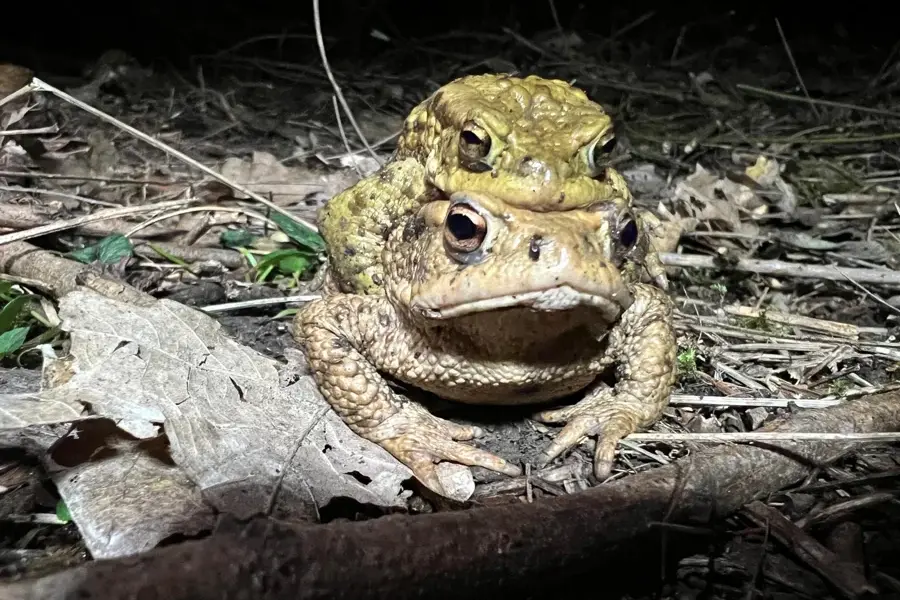 Erdkröten vor einer tödlichen Falle schützen – Stadt sucht Hilfe
