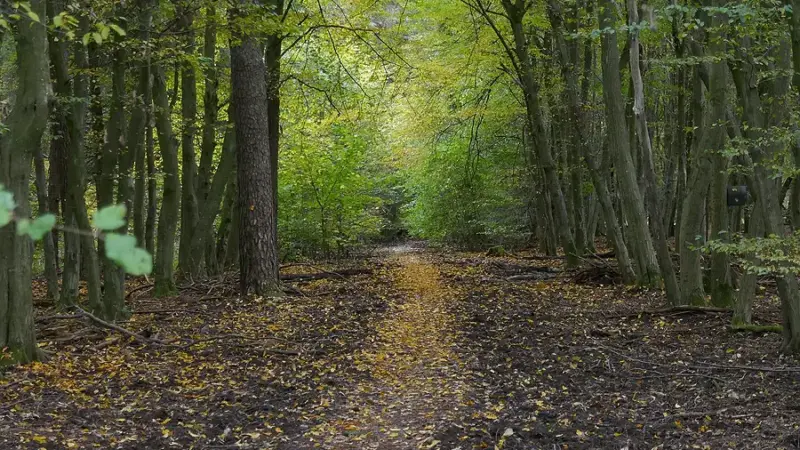 Lorsbacher Stadtwald erleben: BUND lädt zum Waldbaden ein