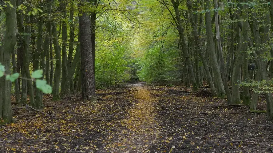 Lorsbacher Stadtwald erleben: BUND lädt zum Waldbaden ein