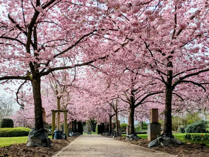 Kostenloses Fotoshooting unter den Kirschblüten „Am Ehrenmal“