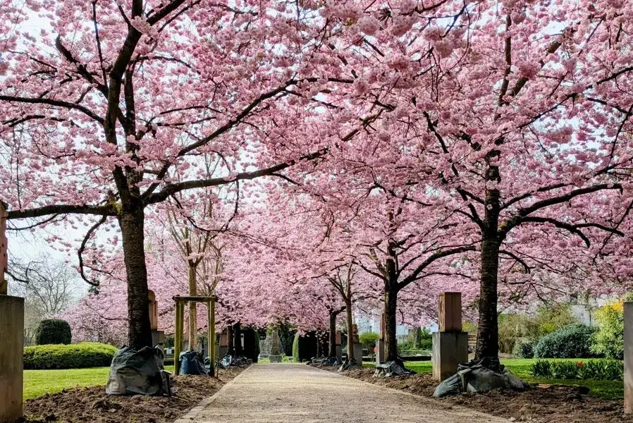 Kostenloses Fotoshooting unter den Kirschblüten „Am Ehrenmal“