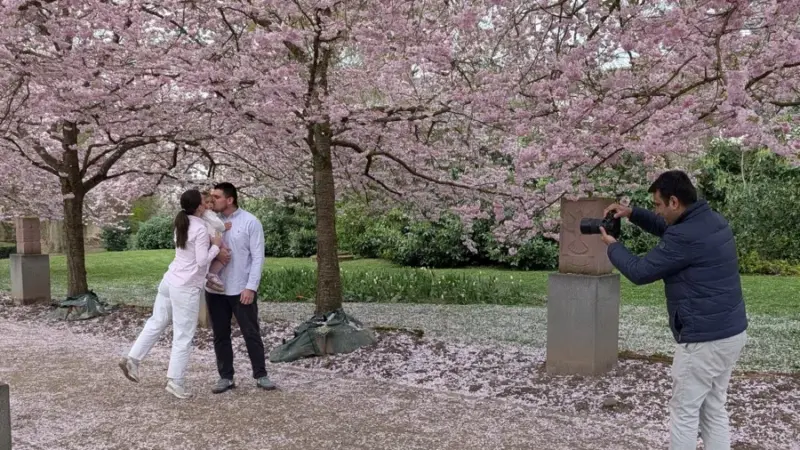 Wenn Hofheim aufblüht: Fotoshooting unter rosa Kirschblüten