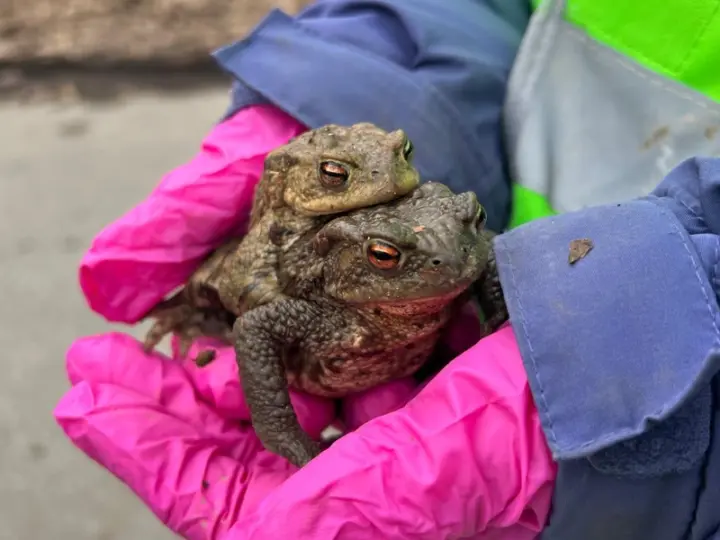 Kleine Kröten, große Begeisterung: Kinder erleben Natur hautnah