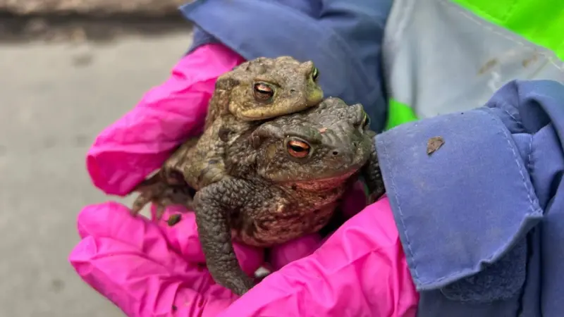 Kleine Kröten, große Begeisterung: Kinder erleben Natur hautnah
