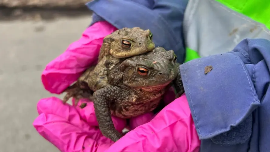 Kleine Kröten, große Begeisterung: Kinder erleben Natur hautnah