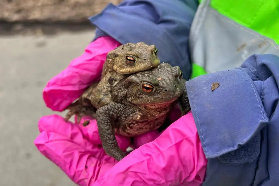Kleine Kröten, große Begeisterung: Kinder erleben Natur hautnah