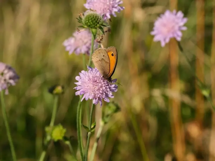 Artenreiche Wiesen gesucht – Main-Taunus-Kreis startet Wiesenmeisterschaft