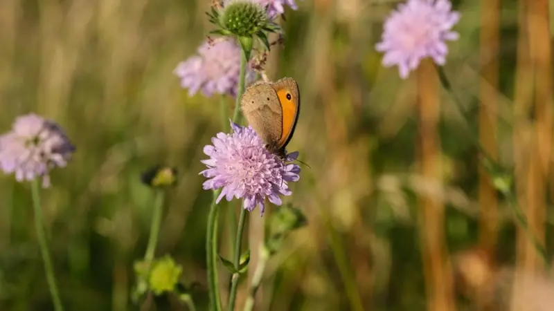 Artenreiche Wiesen gesucht – Main-Taunus-Kreis startet Wiesenmeisterschaft