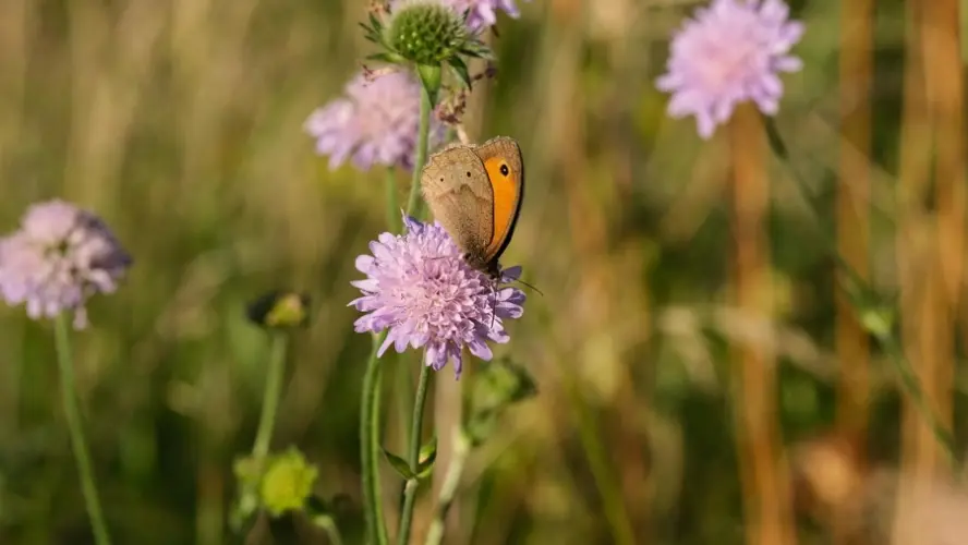 Artenreiche Wiesen gesucht – Main-Taunus-Kreis startet Wiesenmeisterschaft