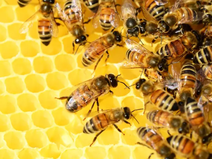 Weltumwelttag im Stadtmuseum: Mitmach-Programm und Bienen-Vortrag