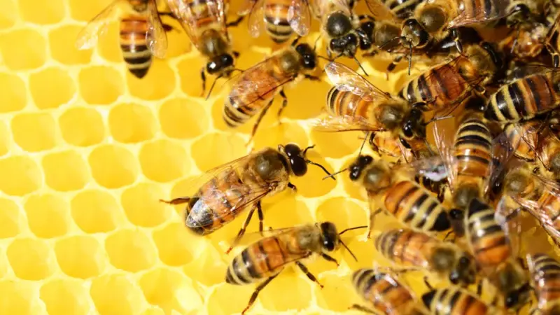 Weltumwelttag im Stadtmuseum: Mitmach-Programm und Bienen-Vortrag