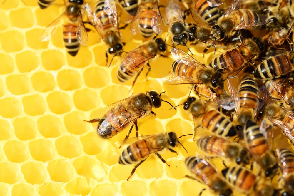 Weltumwelttag im Stadtmuseum: Mitmach-Programm und Bienen-Vortrag