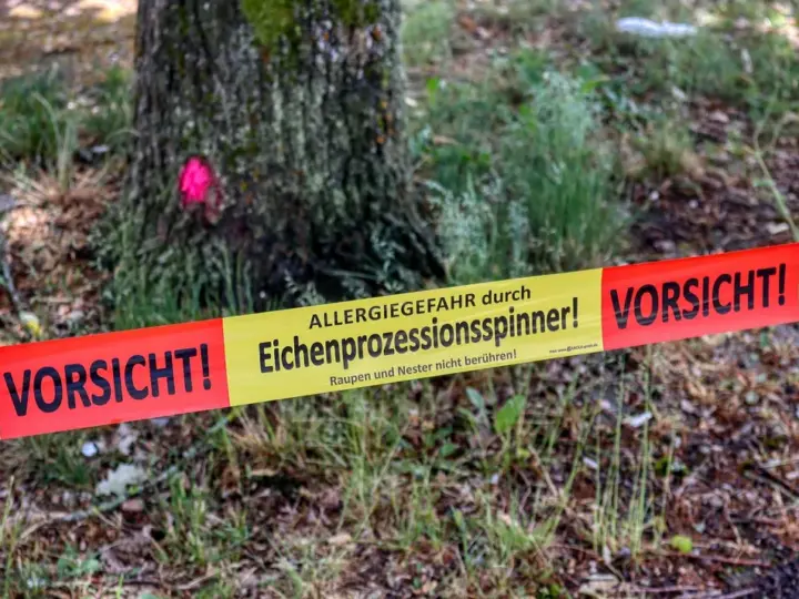 Die Rückkehr der Raupenplage – Stadt informiert über Risiken