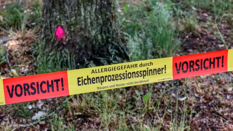 Die Rückkehr der Raupenplage – Stadt informiert über Risiken