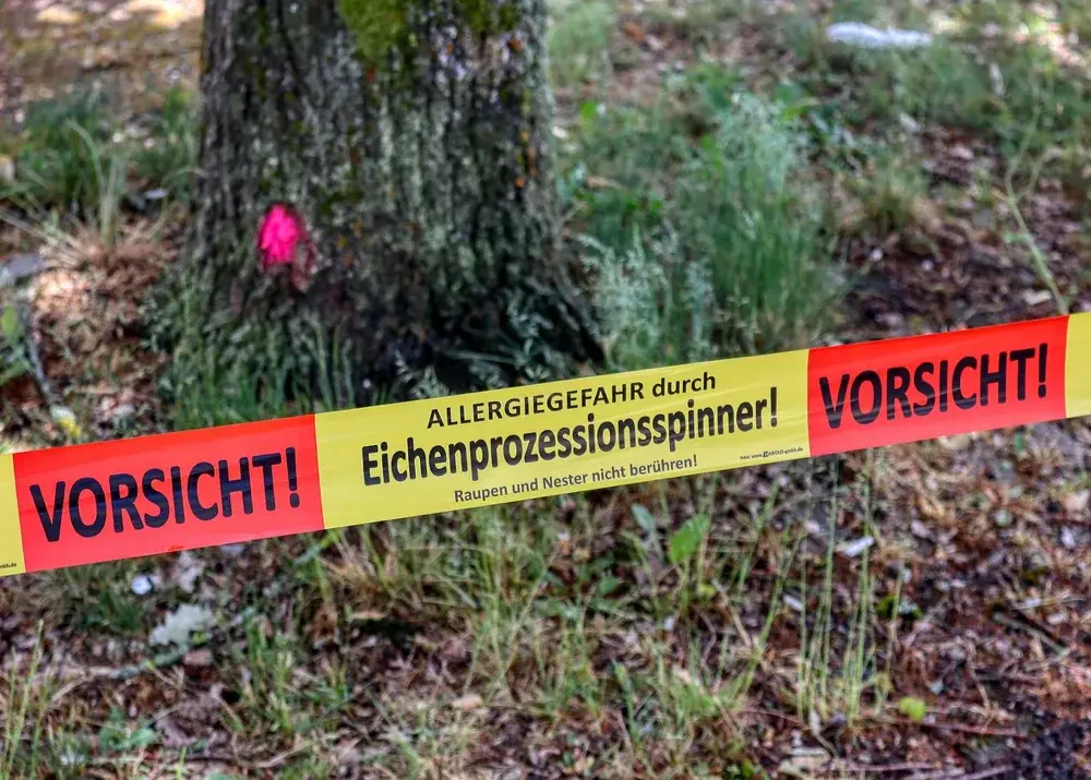 Die Rückkehr der Raupenplage – Stadt informiert über Risiken