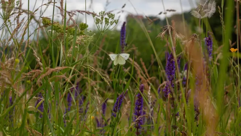 Neue Wildwiesen sollen Hofheims Friedhöfe aufblühen lassen