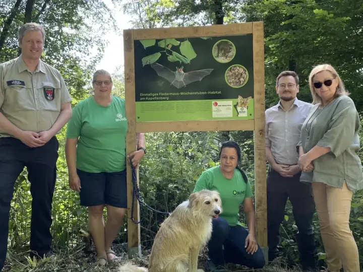 Neue Infotafeln zeigen die Fledermauswelt am Kapellenberg