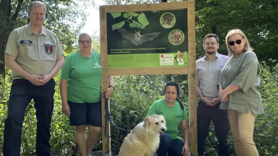 Neue Infotafeln zeigen die Fledermauswelt am Kapellenberg