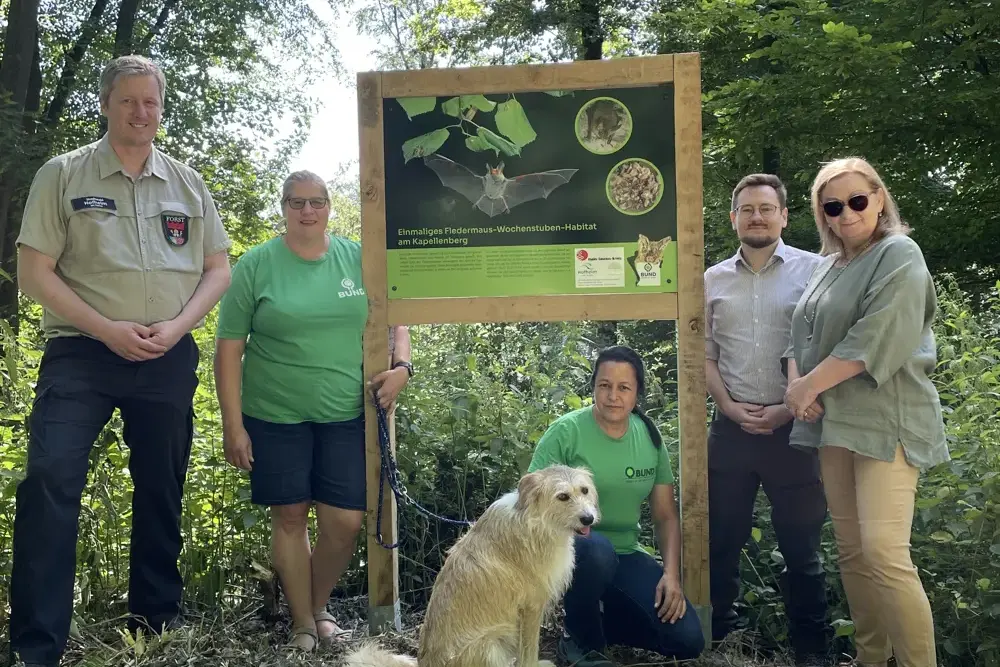 Neue Infotafeln zeigen die Fledermauswelt am Kapellenberg