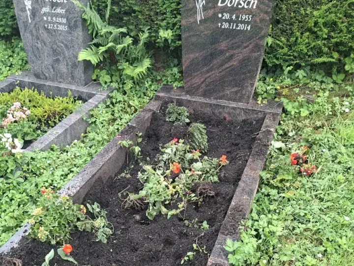 Schon wieder: Wildschweine verwüsten Gräber auf Lorsbacher Friedhof